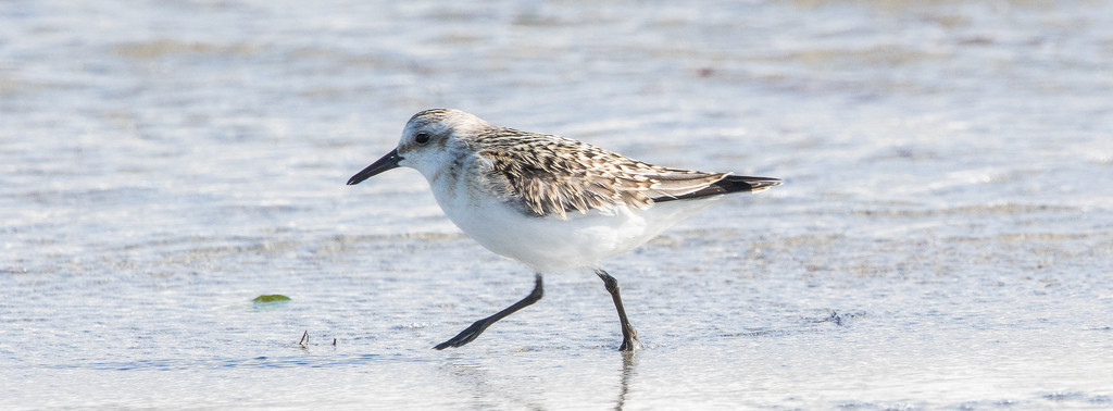 March of the Sanderling by lifeat60degrees