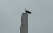 29th Aug 2020 - Bird on Monument Tower 