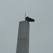 Bird on Monument Tower  by sfeldphotos