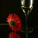 Red Flower - White wine by jayberg