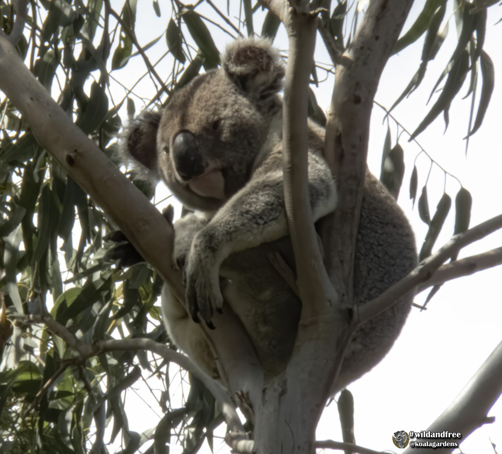away in the treetops by koalagardens