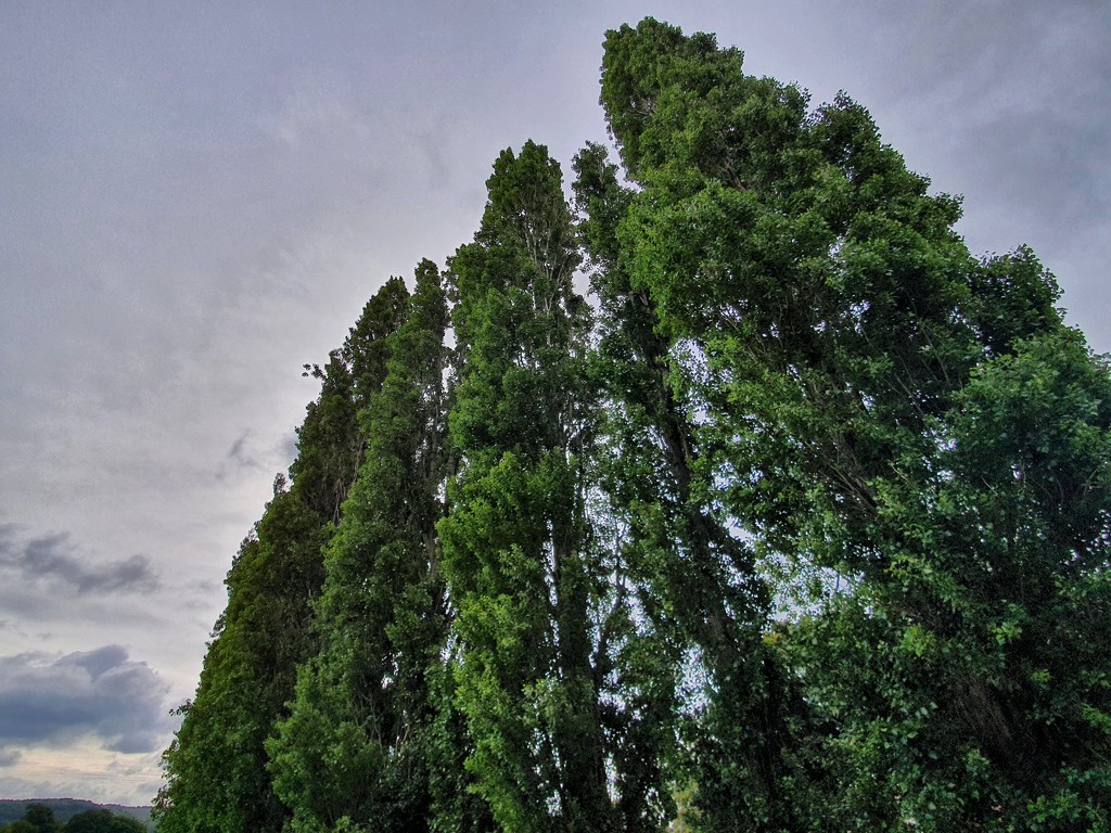 Row of trees by isaacsnek