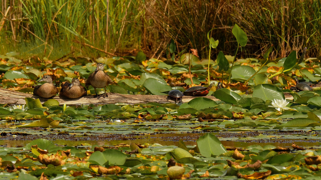 wood ducks and turtles by rminer