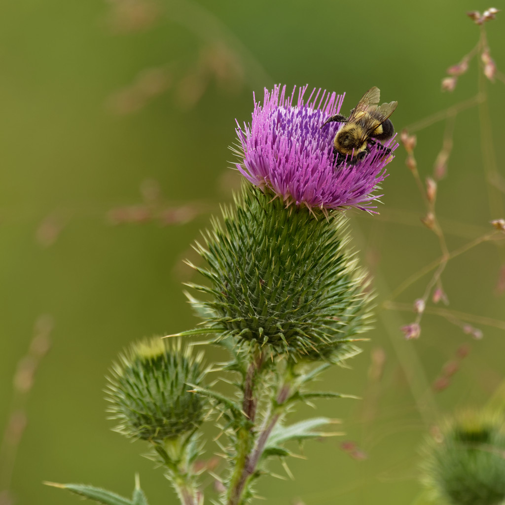 bumblebee and thistle by rminer