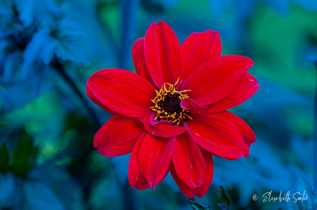Red flower by elisasaeter