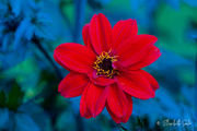 29th Aug 2020 - Red flower