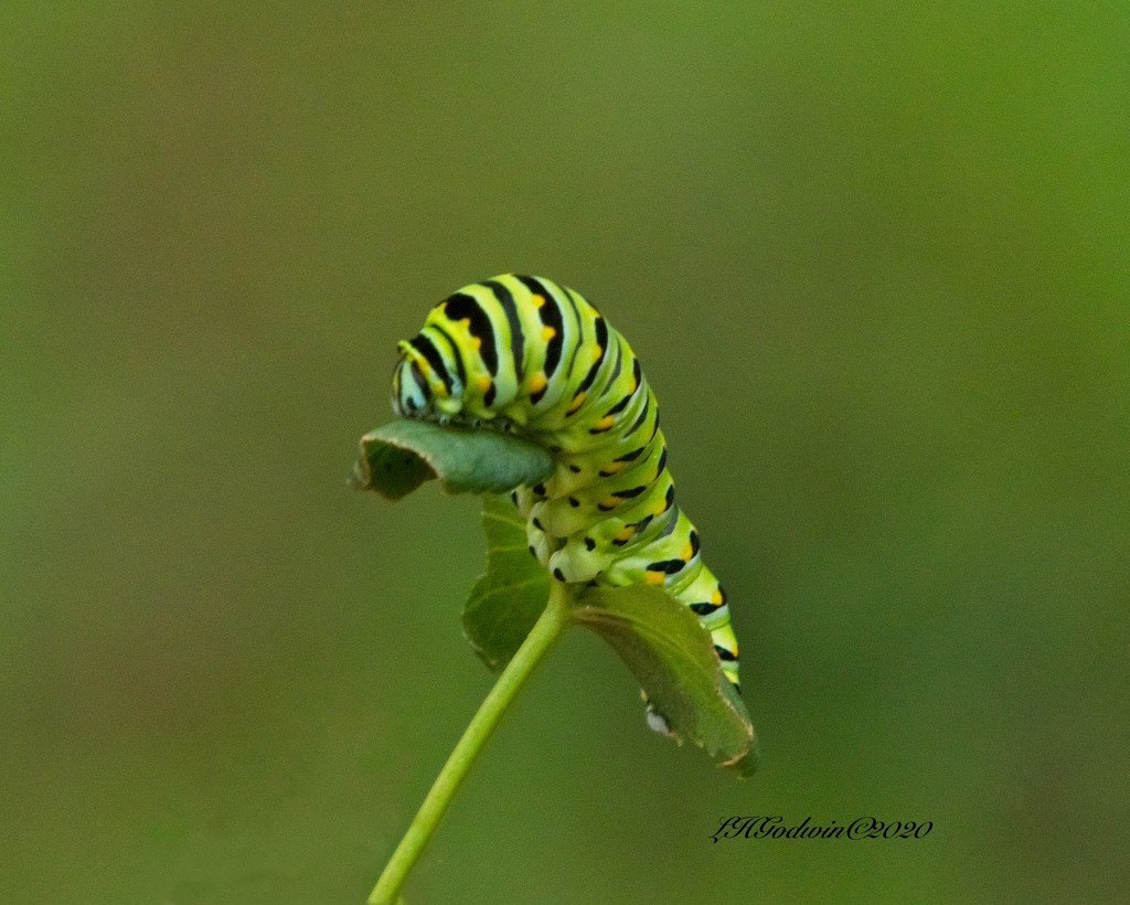 LHG-1011-Black swallowtail caterpillar by rontu