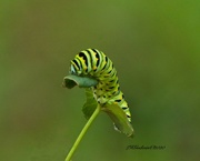 29th Aug 2020 - LHG-1011-Black swallowtail caterpillar