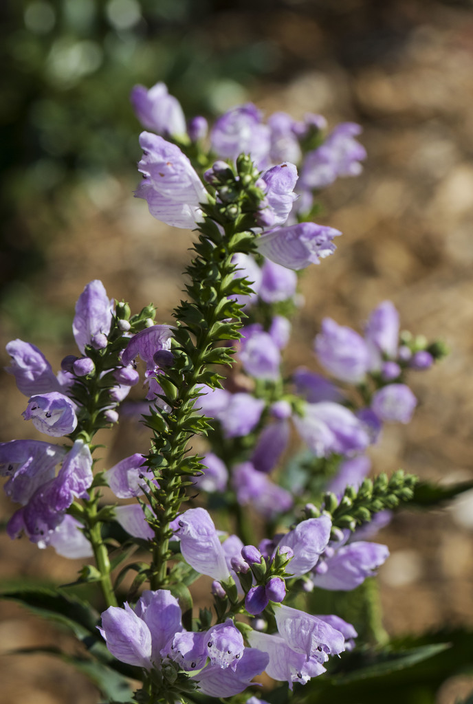 Obedient Plant by kvphoto