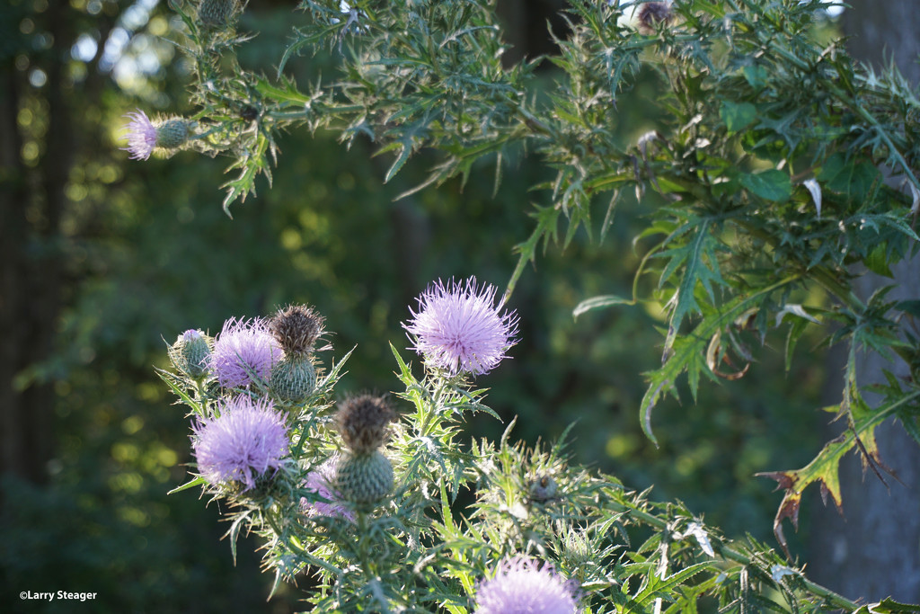 Blooming Thistle by larrysphotos