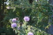 29th Aug 2020 - Blooming Thistle