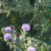 Blooming Thistle by larrysphotos