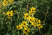 29th Aug 2020 - Prairie flower with visitor.