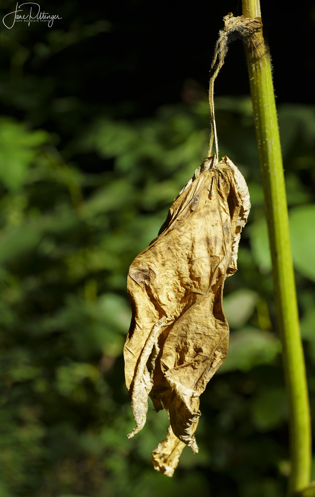 Hanging Dead Leaf by jgpittenger