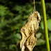 Hanging Dead Leaf by jgpittenger