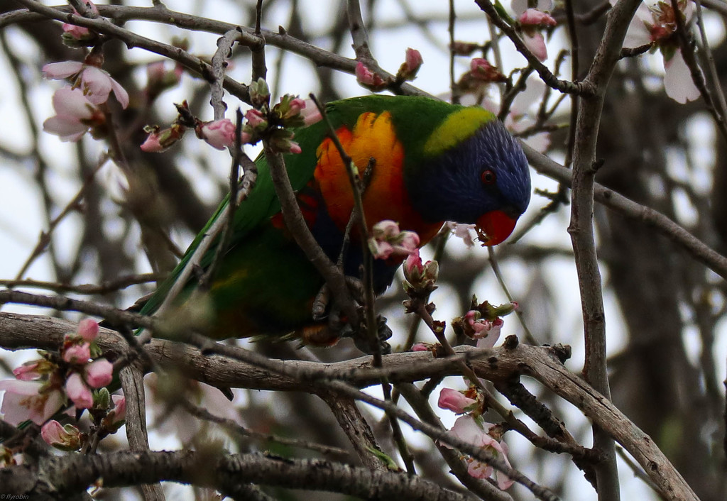 Rainbow lorikeet by flyrobin