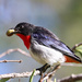 Mistletoe bird by flyrobin