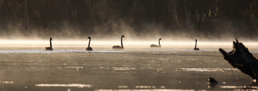 Swans in the fog by flyrobin