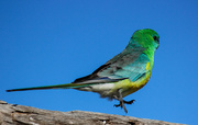17th Jul 2020 - Red rumped parrot