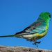 Red rumped parrot by flyrobin