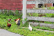 29th Aug 2020 - Chickens by the Fence