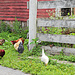 Chickens by the Fence by olivetreeann