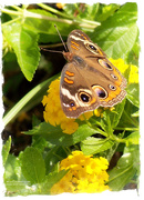 30th Aug 2020 - Buckeye Butterfly