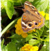 Buckeye Butterfly by marlboromaam