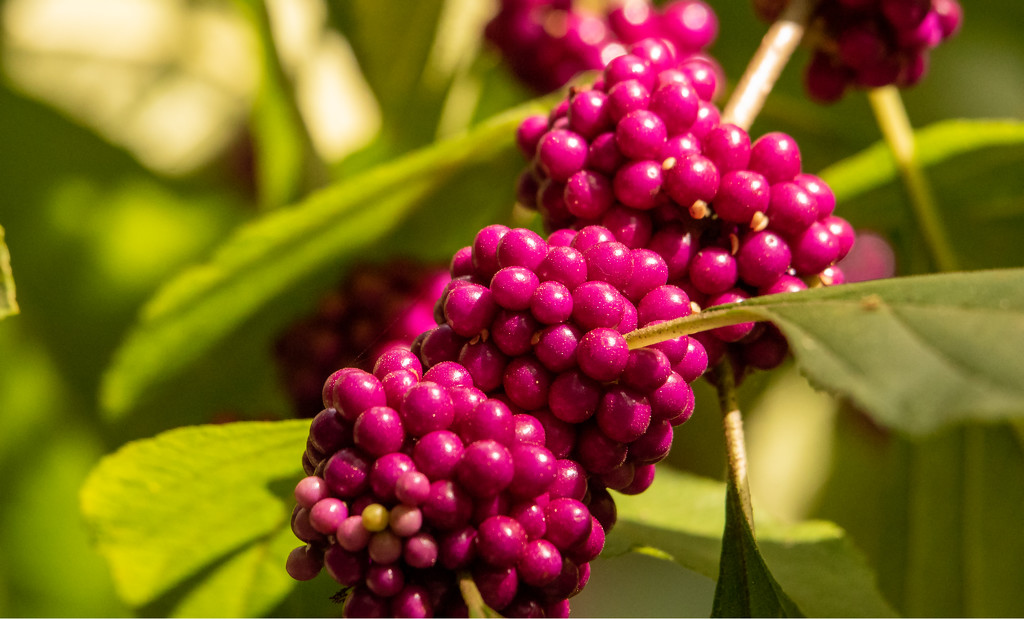 American BeautyBerries! by rickster549