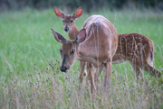 29th Aug 2020 - Crouching Mama and Baby