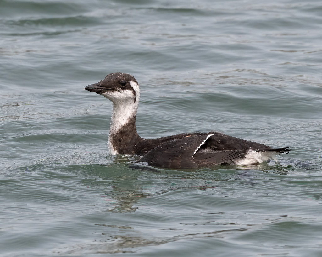 Juvenile Common Murre hunting in the bay by nicoleweg