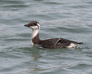 29th Aug 2020 - Juvenile Common Murre hunting in the bay