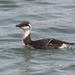 Juvenile Common Murre hunting in the bay by nicoleweg