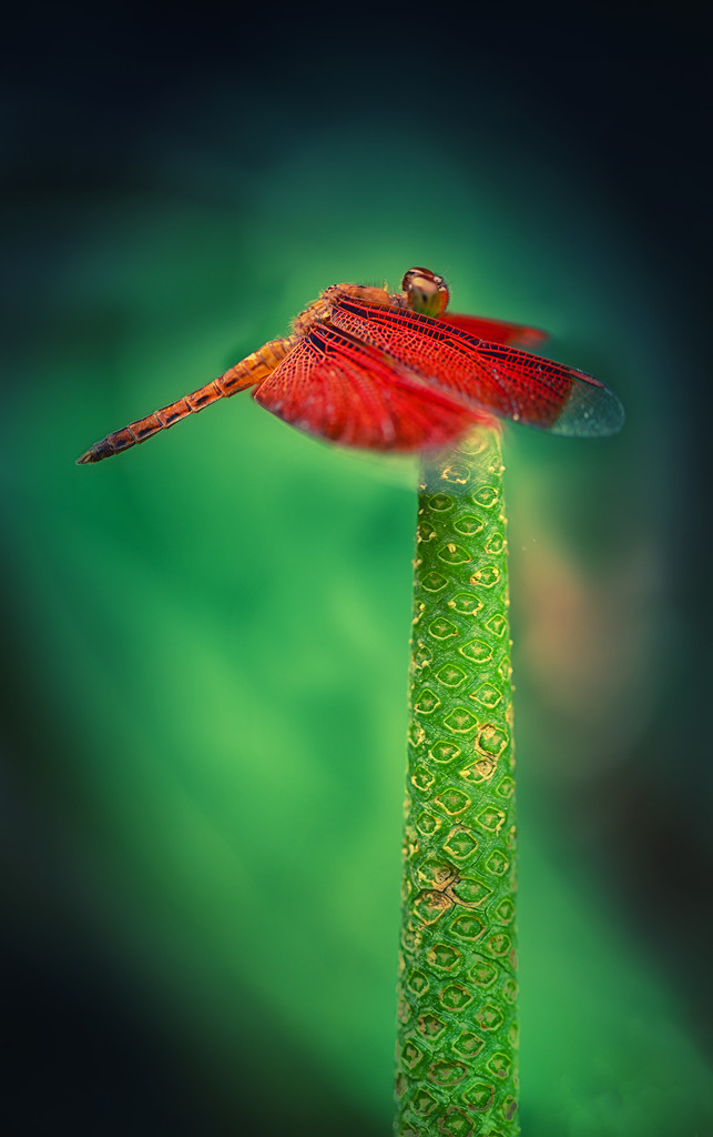 resting on a flamingo flower by jerome