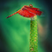resting on a flamingo flower by jerome