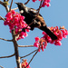 Tui and cherry blossom by yorkshirekiwi