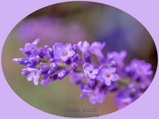 30th Aug 2020 - Lavender