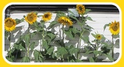 30th Aug 2020 - Seven Sunflowers.