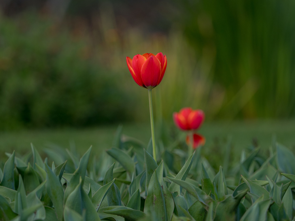 Time for tulips by gosia