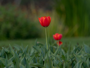 25th Aug 2020 - Time for tulips