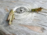 30th Aug 2020 - Grasshopper