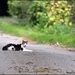Wood Lane cat by rosiekind