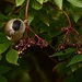 Blackcap in the Elderberry.......... by ziggy77