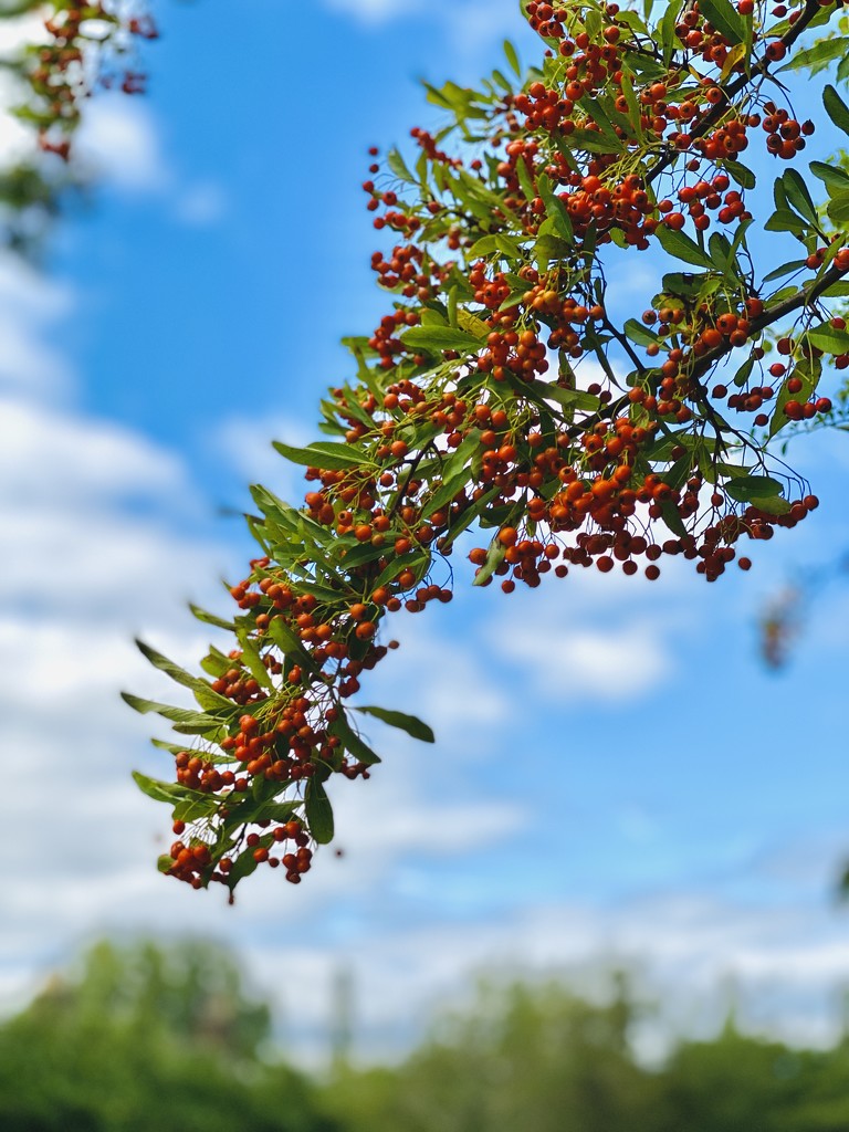 Pyracantha Coccinea by tinley23