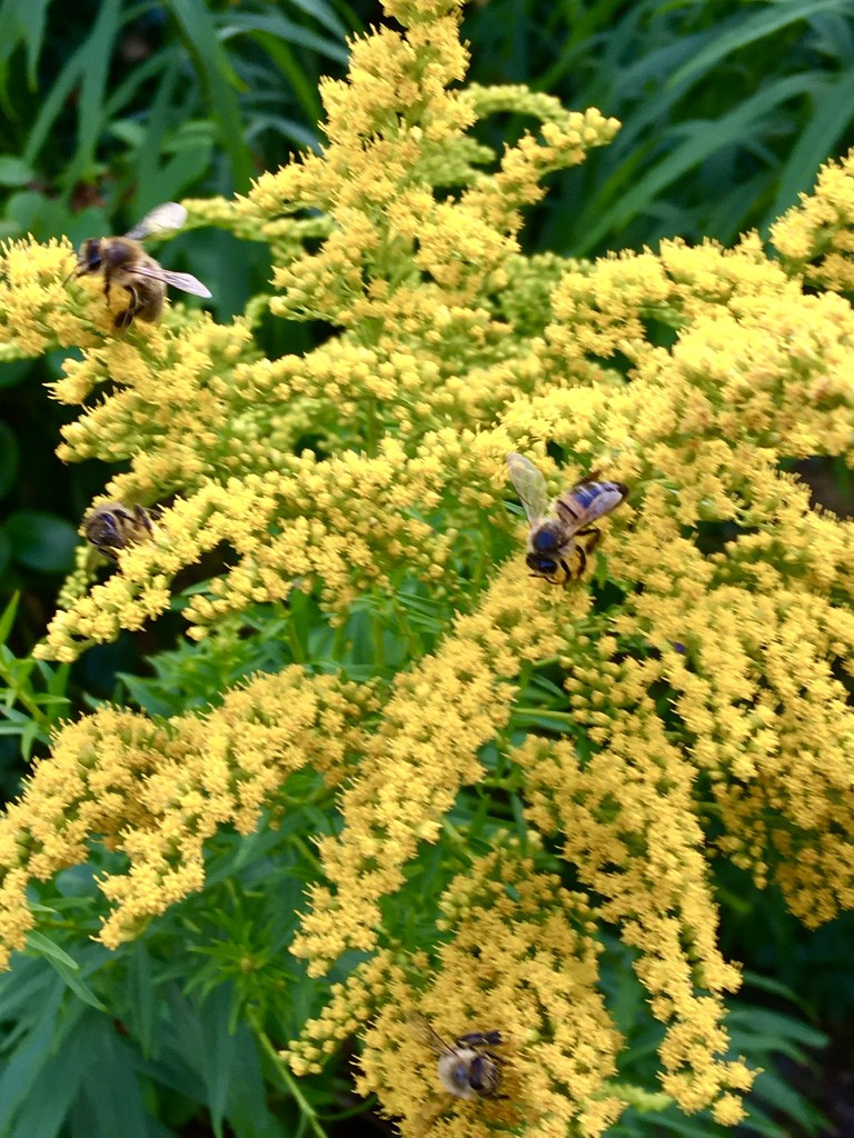 Bees love my Golden Rod.. by moominmomma