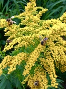 28th Aug 2020 - Bees love my Golden Rod..