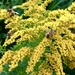 Bees love my Golden Rod.. by moominmomma