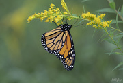 30th Aug 2020 - Monarch on golden rod