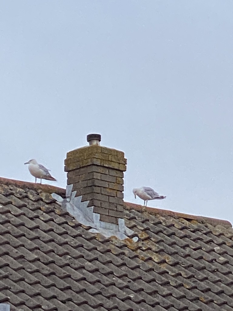 Two Gulls On A Roof by davemockford