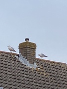 29th Aug 2020 - Two Gulls On A Roof